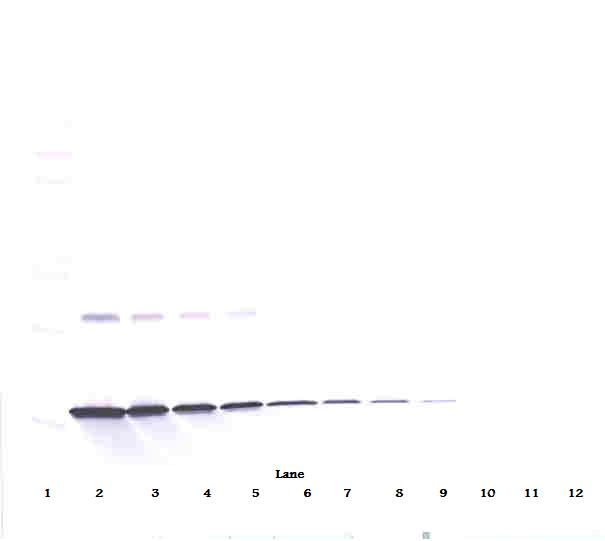 IFNG Antibody