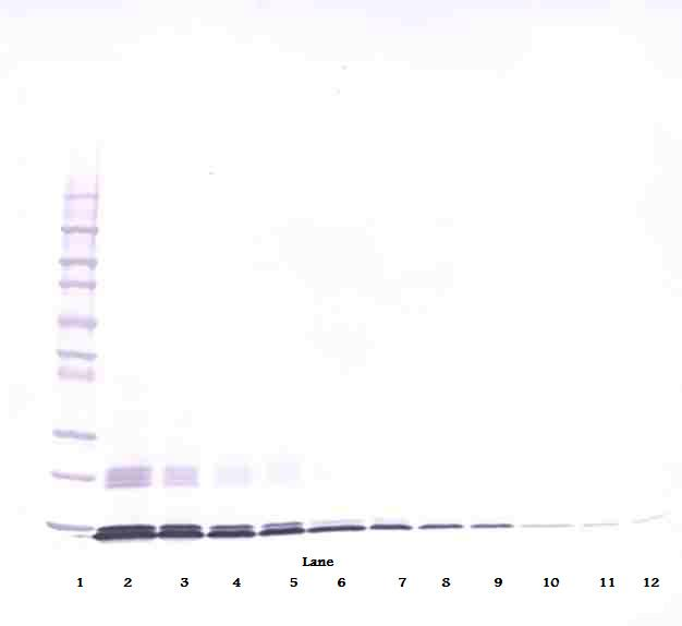 CCL2 Antibody