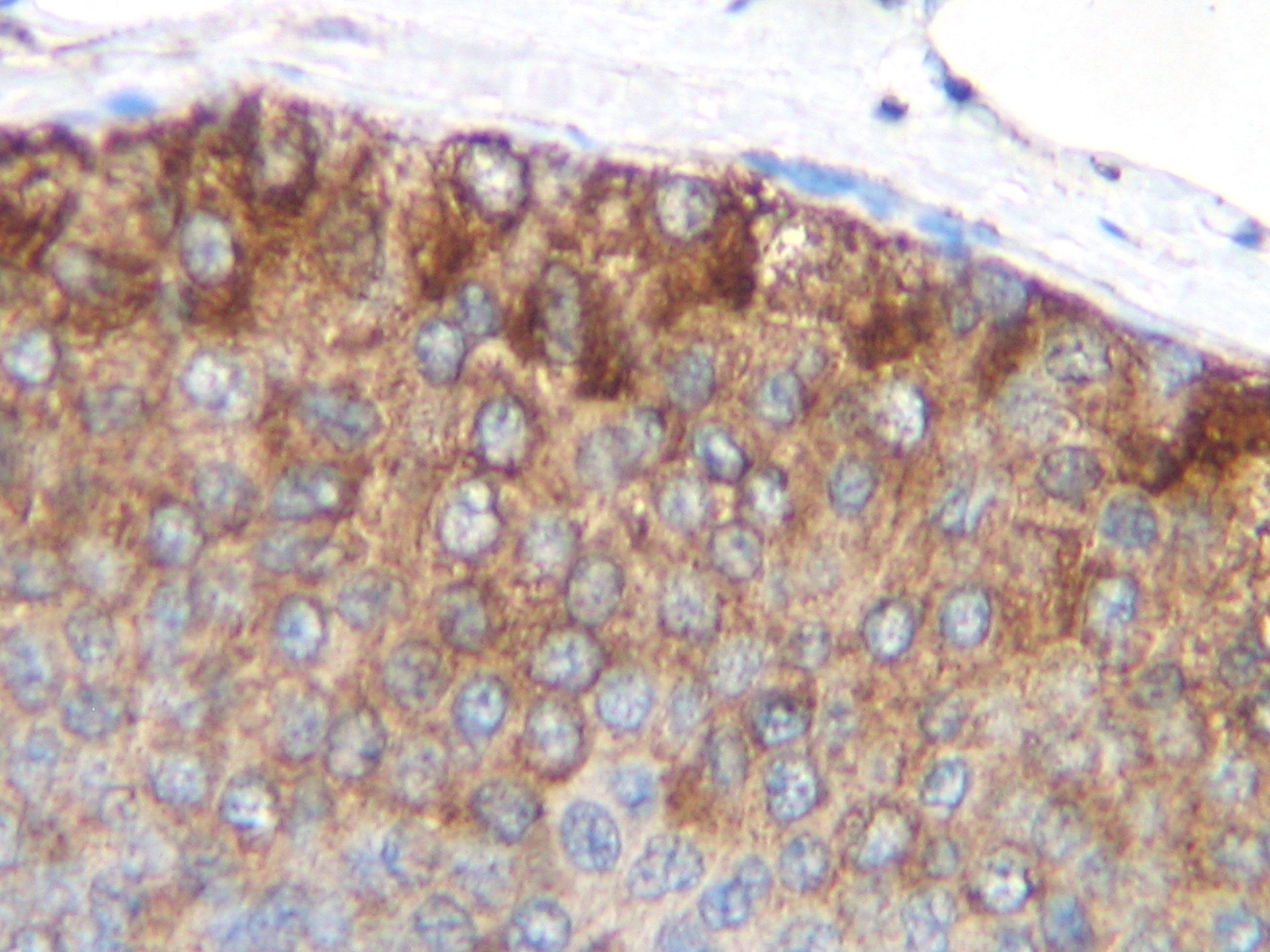 MCP-1 Antibody [2.2-4H5-01A11]