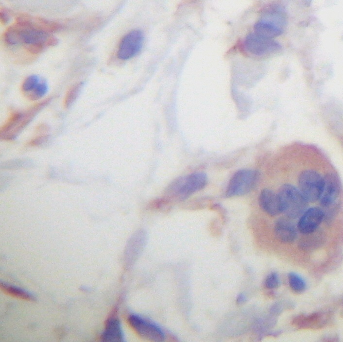 TNFSF10 Antibody
