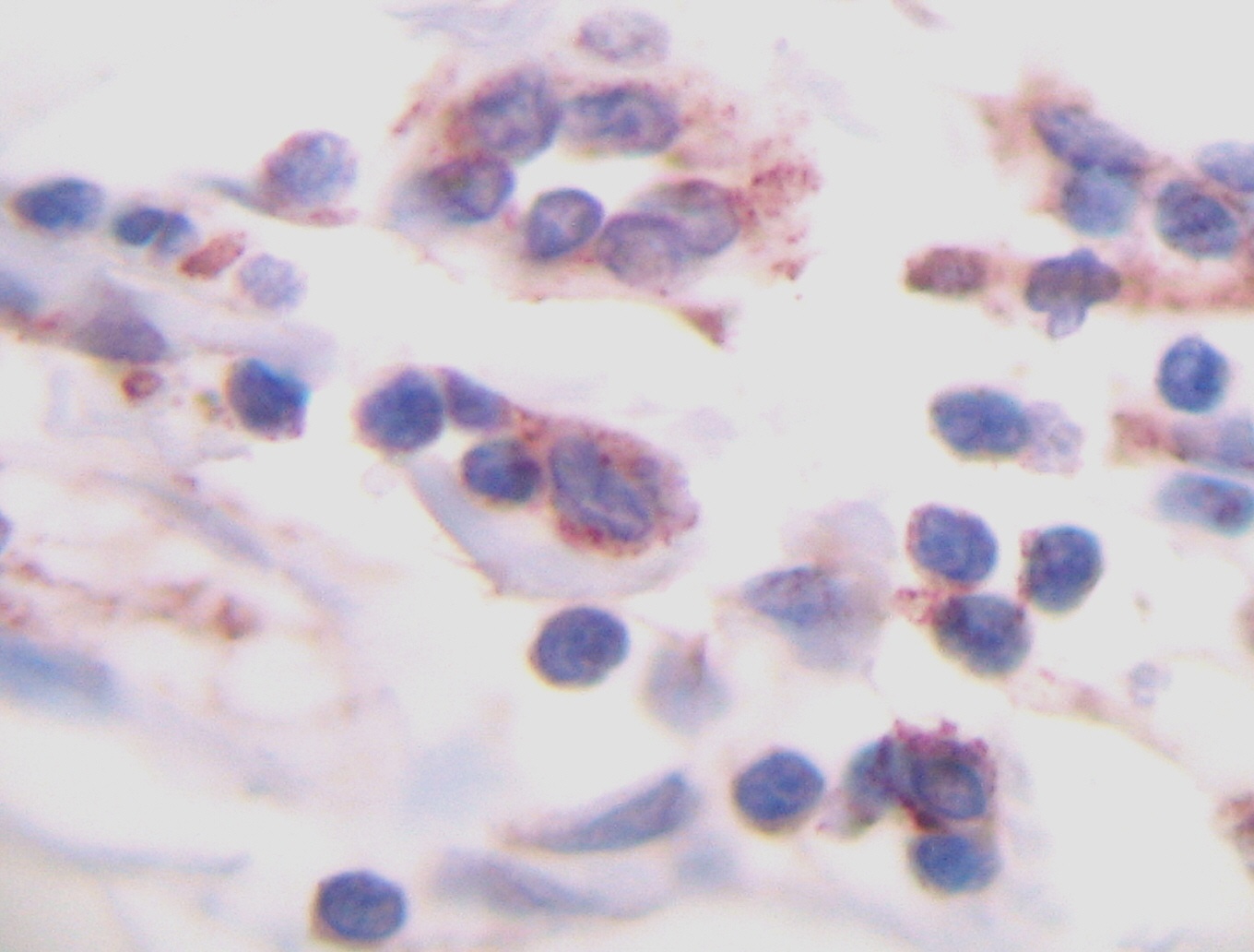 TNFSF10 Antibody