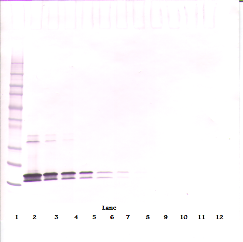 TNFSF13B Antibody