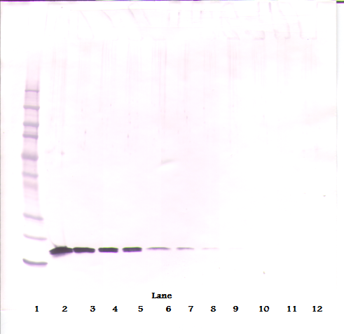 TNFSF13B Antibody