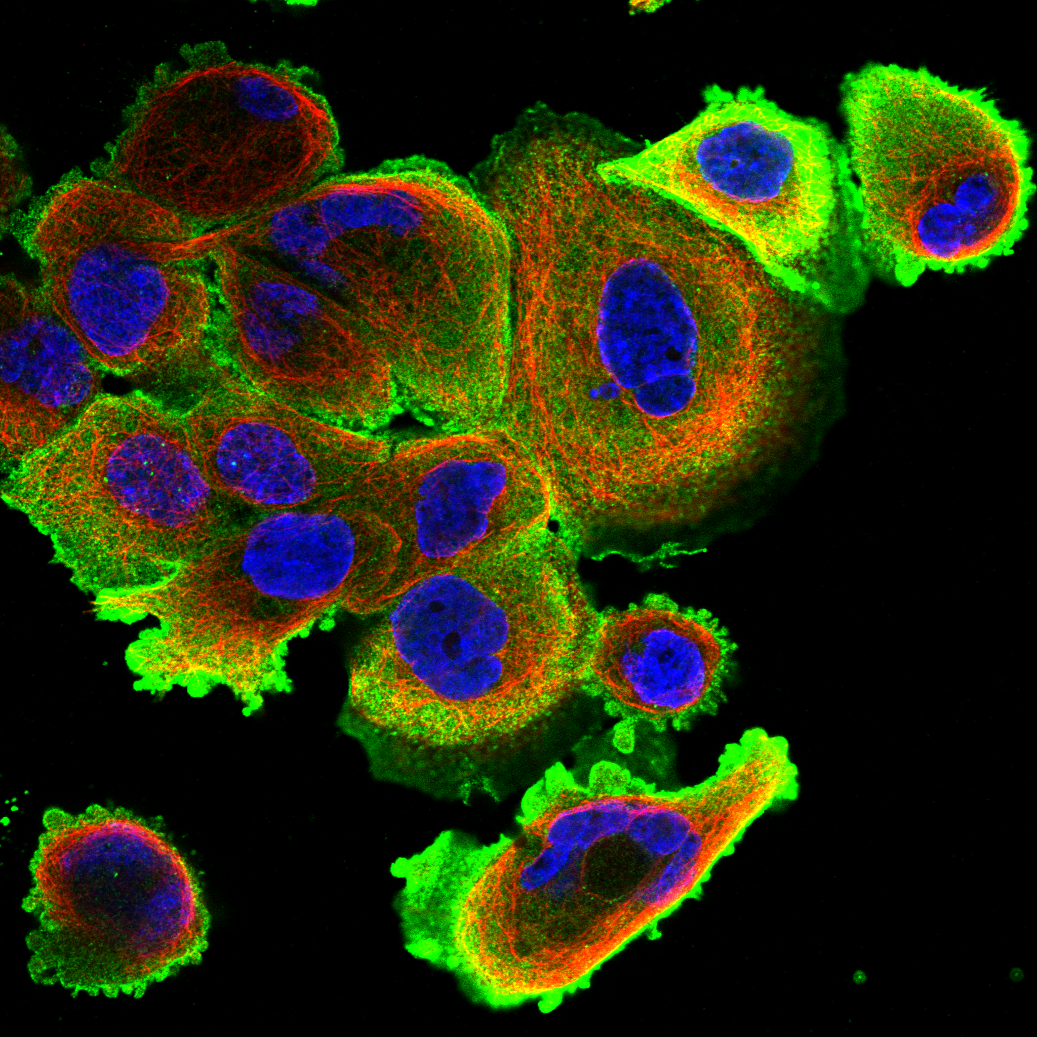 KITLG Antibody