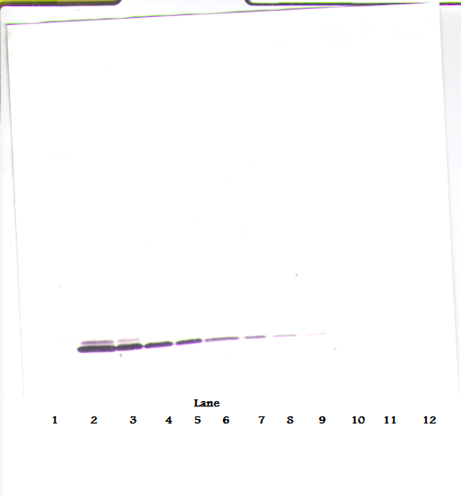 CCL24 Antibody