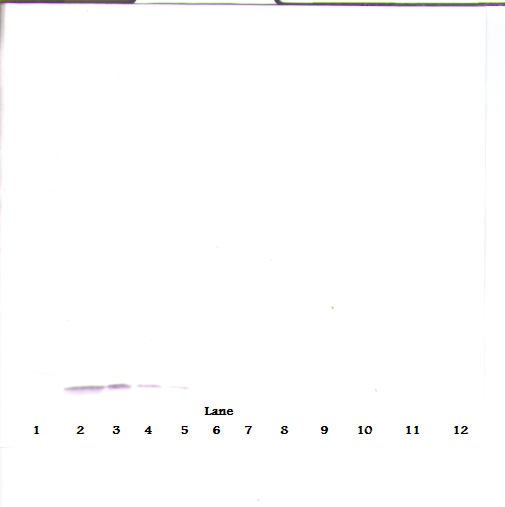 CCL24 Antibody