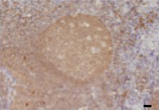 CCL24 Antibody