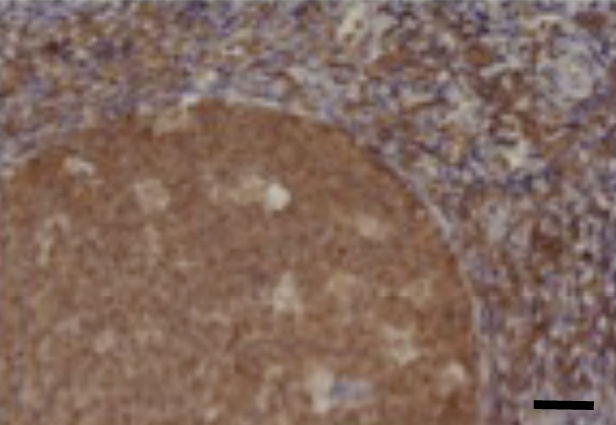 CCL24 Antibody