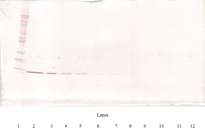 IL-4 Antibody [1.3_4F11-2G3]
