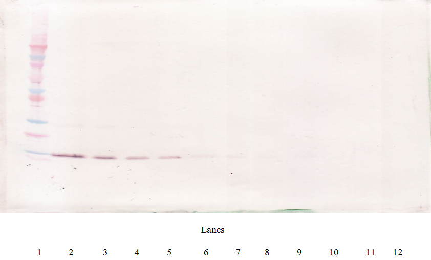 IL-4 Antibody [1.3_4F11-2G3]
