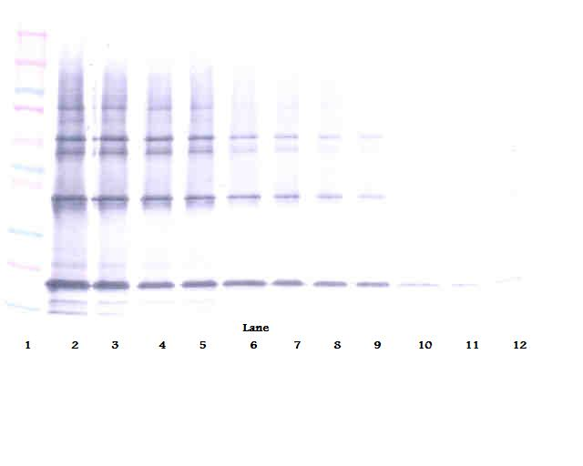 TNFSF10 Antibody