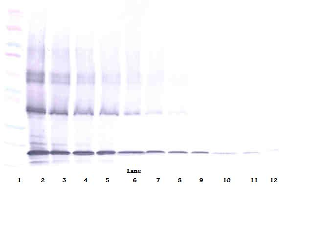 TNFSF10 Antibody