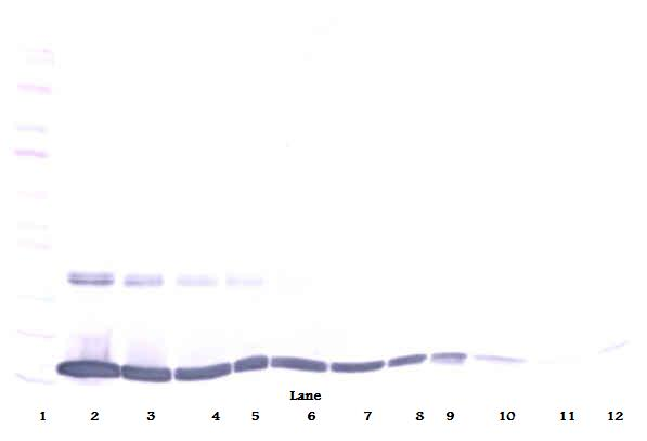 Tnf Antibody (Biotin)