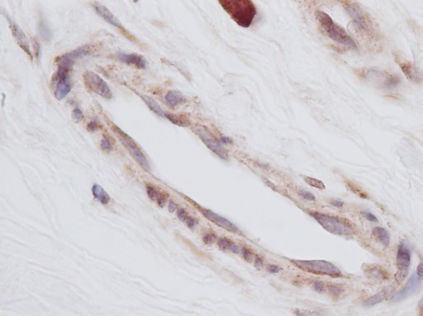 TGFA Antibody