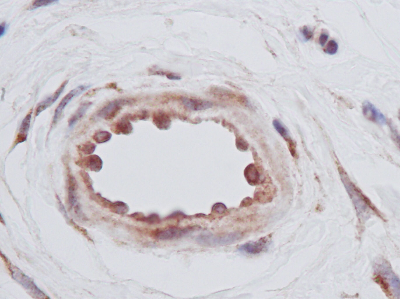 TGFA Antibody