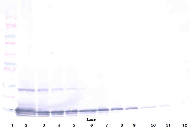 TECK Antibody (biotin)