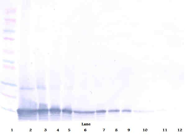 CCL25 Antibody (Biotin)