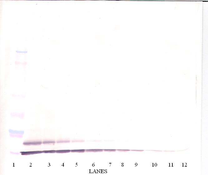 CCL17 Antibody