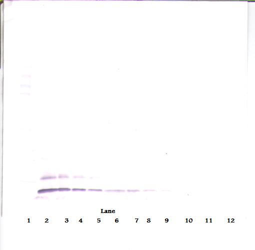 CCL17 Antibody