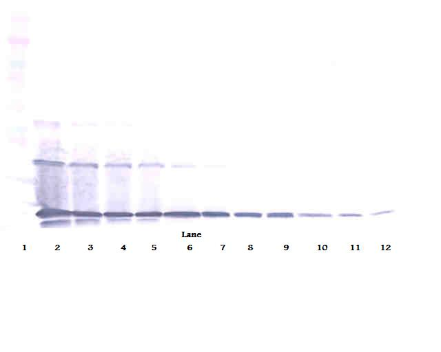 sRANK Ligand Antibody (biotin)