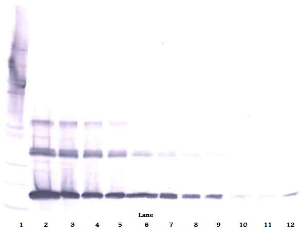 sRank Ligand Antibody