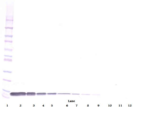 CXCL12 Antibody (Biotin)