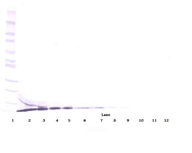 CXCL12 Antibody (Biotin)