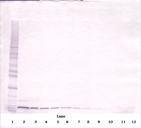 SDF-1a Antibody (biotin)