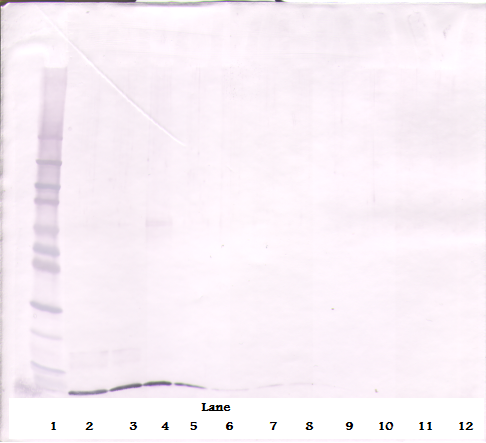 SDF-1a Antibody (biotin)