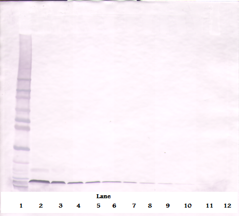 Cxcl12 Antibody