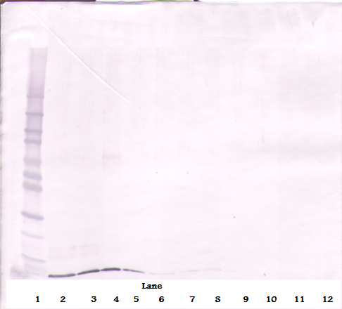 Cxcl12 Antibody