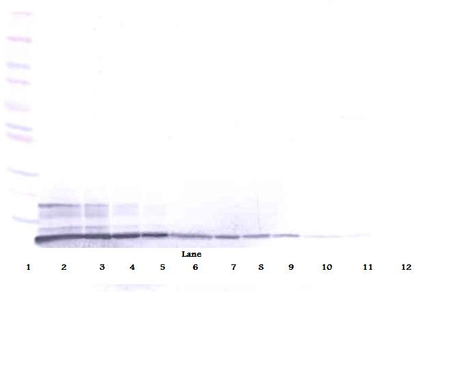 CXCL12 Antibody (Biotin)