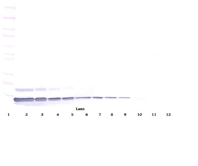 CXCL12 Antibody