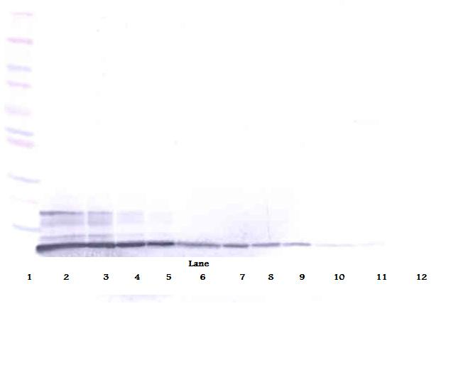 CXCL12 Antibody