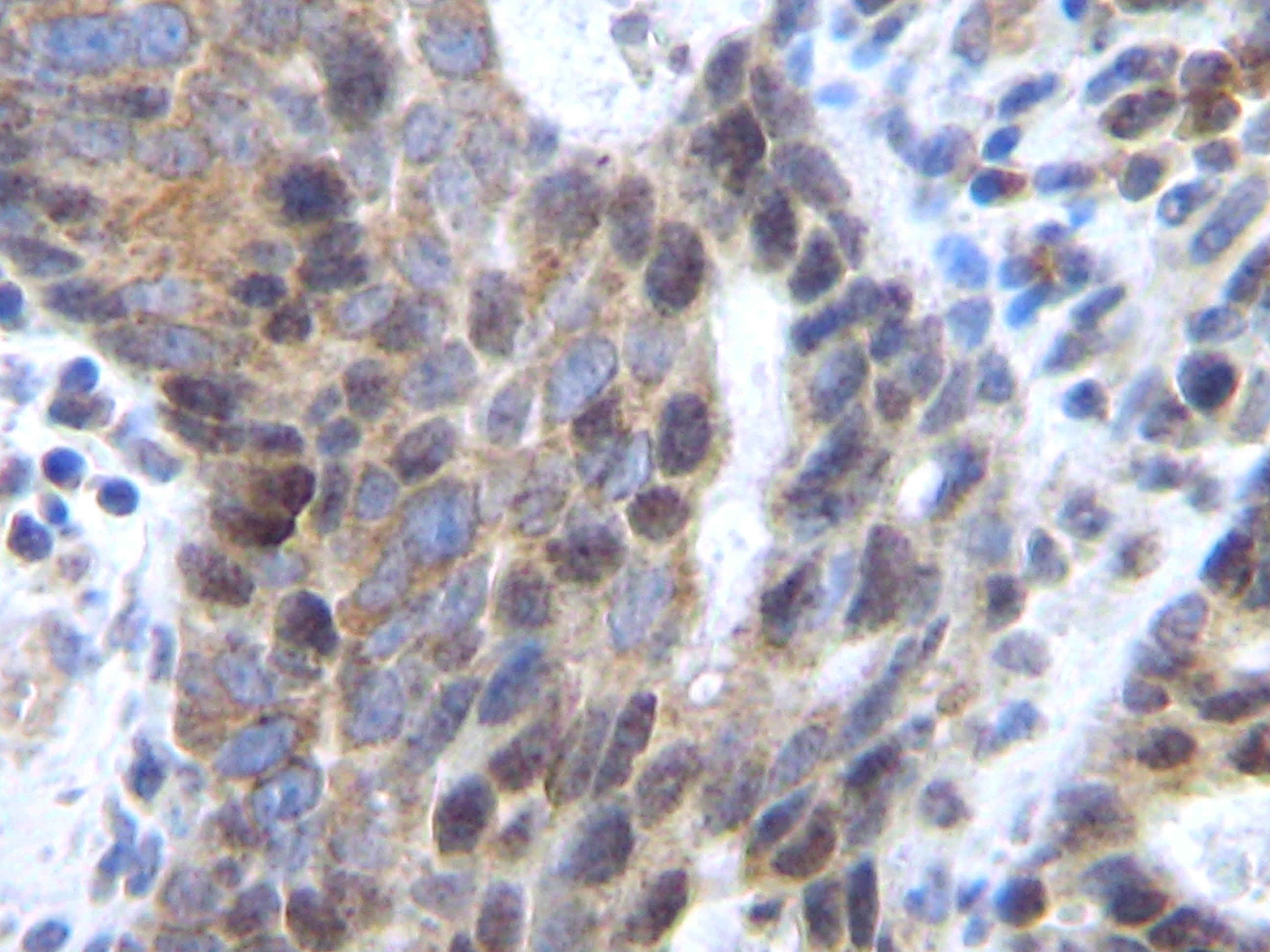 CXCL12 Antibody