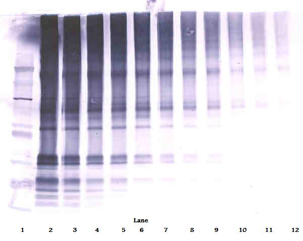 CLEC11A Antibody
