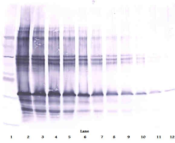 CLEC11A Antibody