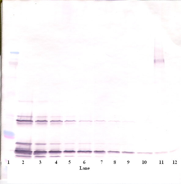 SCF Antibody