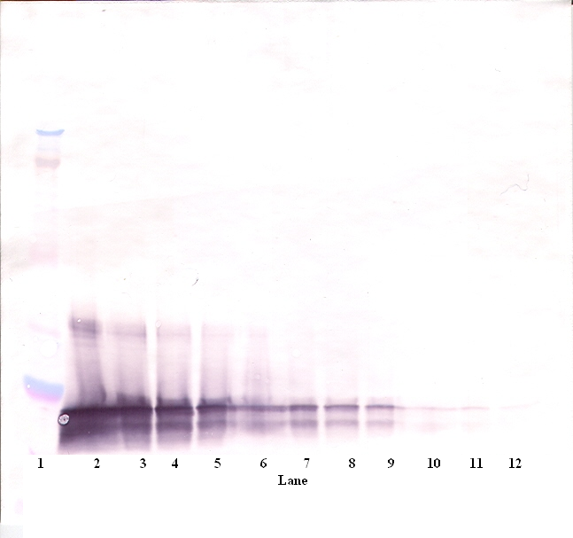 SCF Antibody
