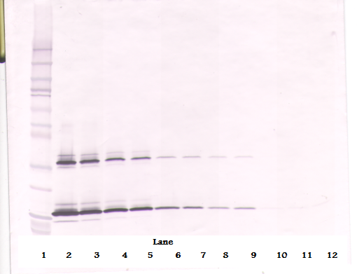 KITLG Antibody