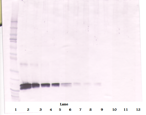 KITLG Antibody