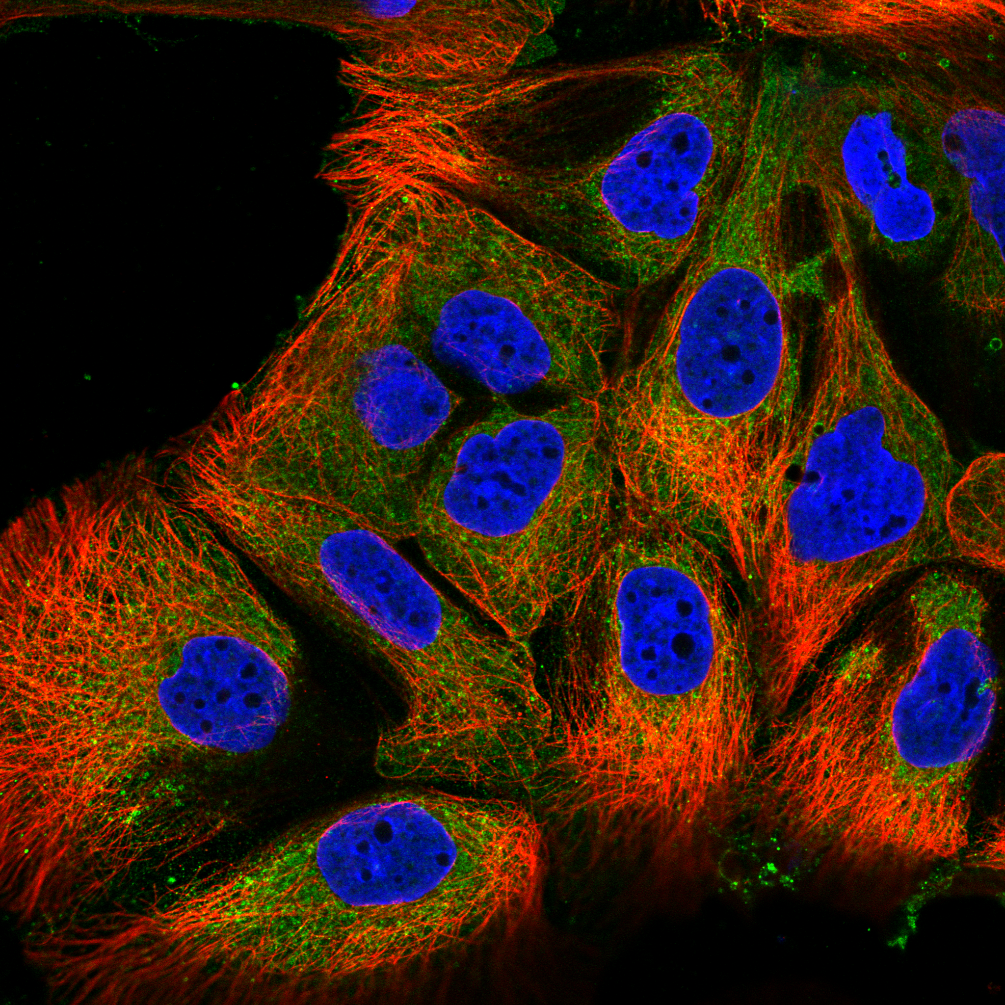 KITLG Antibody