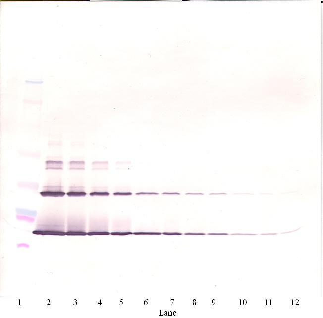SCF Antibody