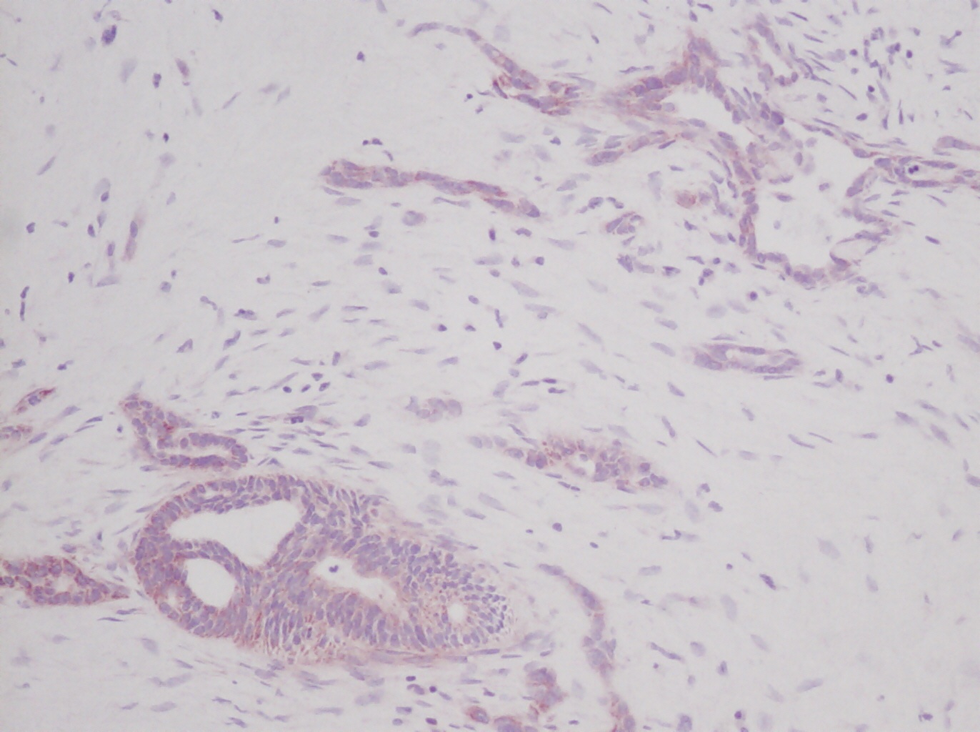 SCF Antibody