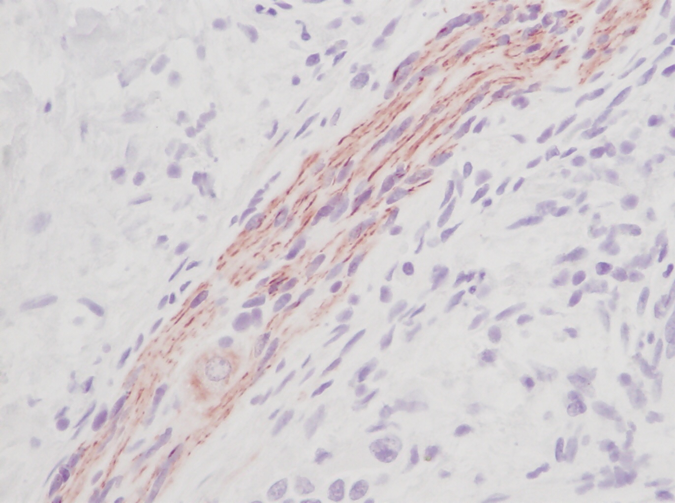 SCF Antibody