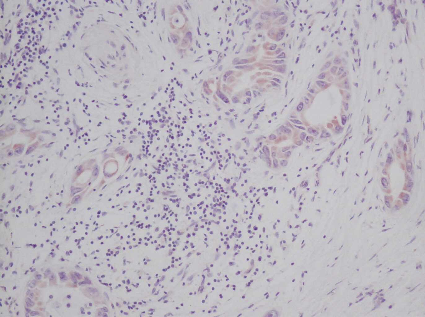 SCF Antibody