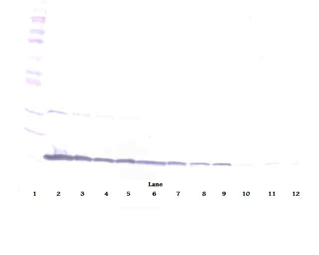 CD40LG Antibody (Biotin)