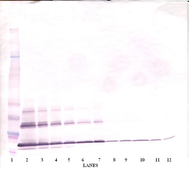 CD40LG Antibody