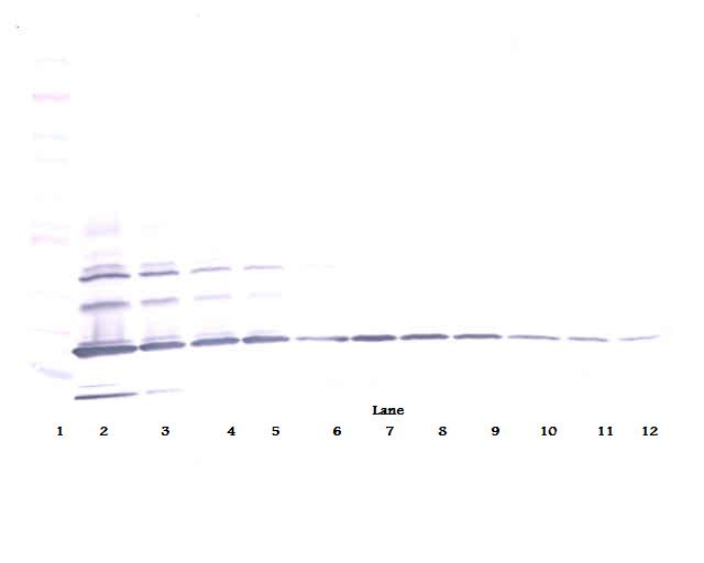 RETN Antibody