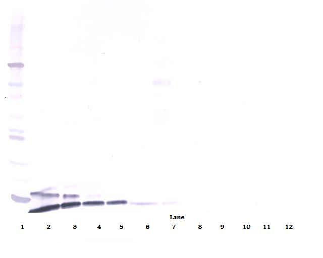 RETN Antibody